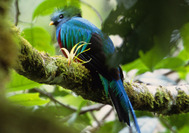 Quetzal