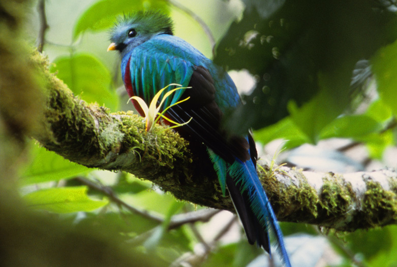 Panama Urlaub | Quetzal, Boquete