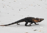 Panama Rundreise |  Leguan am Strand der Isla Iguana