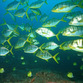 Panama Reisen | Glitzernde Fische