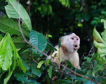 Panama Rundreise | Kapuzineraffe im Regenwald von Gamboa