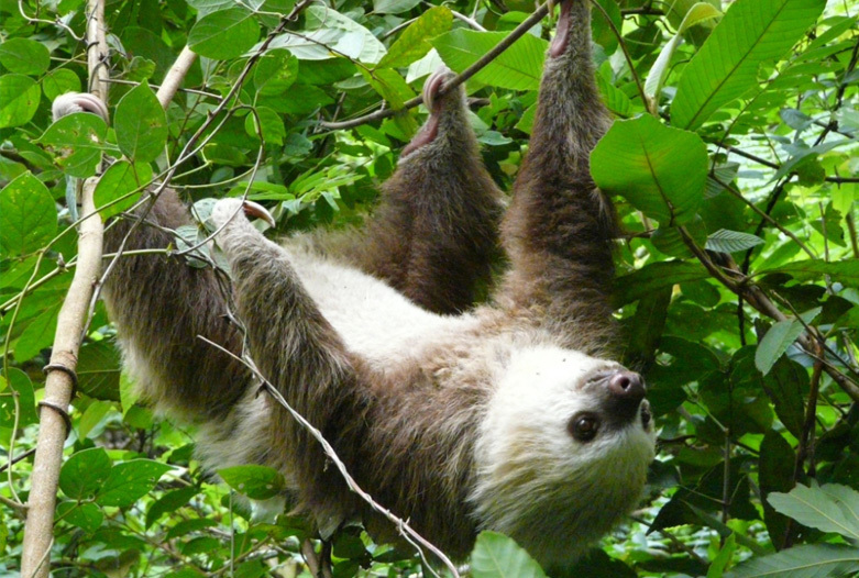 Panama Urlaub | Faultier