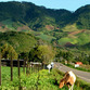 Panama Rundreise | Cerro Punta, Boquete