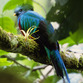 Panama Urlaub | Quetzal, Boquete