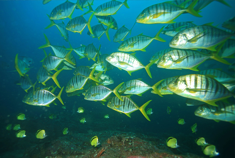 Panama Reisen | Glitzernde Fische