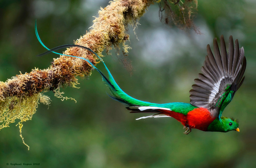 quetzal-boquete-panamajpg.jpg