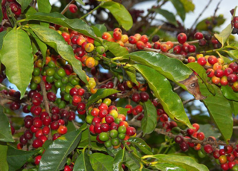 Panama Reisen | Kaffepflanze in Boquete