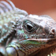 Panama Reisen | Leguan