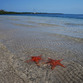 Panama Rundreise | Seesterne am Strand von Bocas del Toro