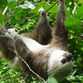 Panama Urlaub | Faultier