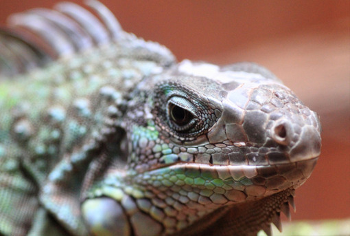 islaiguana.jpg