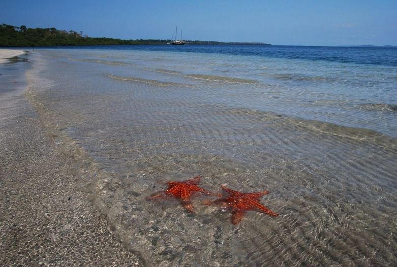 Panama Rundreise | Seesterne am Strand von Bocas del Toro