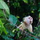 Panama Rundreise | Kapuzineraffe im Regenwald von Gamboa