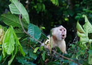 Panama Rundreise | Kapuzineraffe im Regenwald von Gamboa